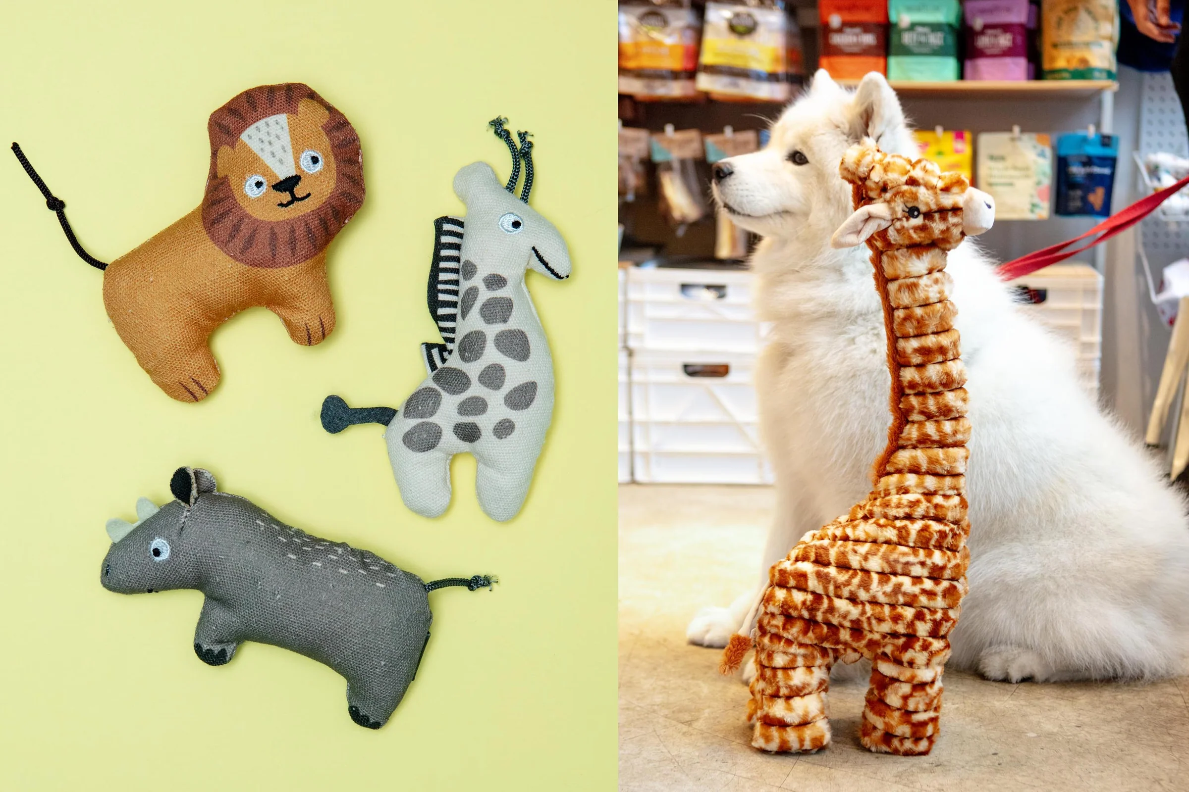 Modern Style for Your Dog