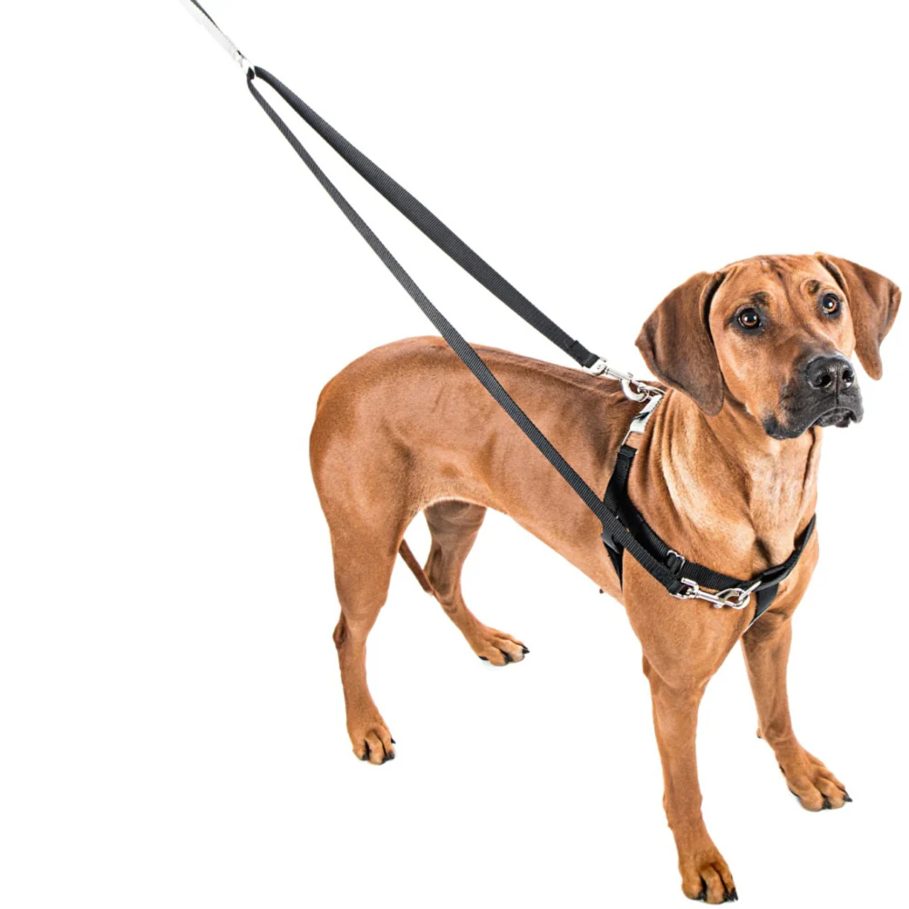 Freedom No-Pull Harness in Sugar (Made in the USA) (CLEARANCE) - Image 4