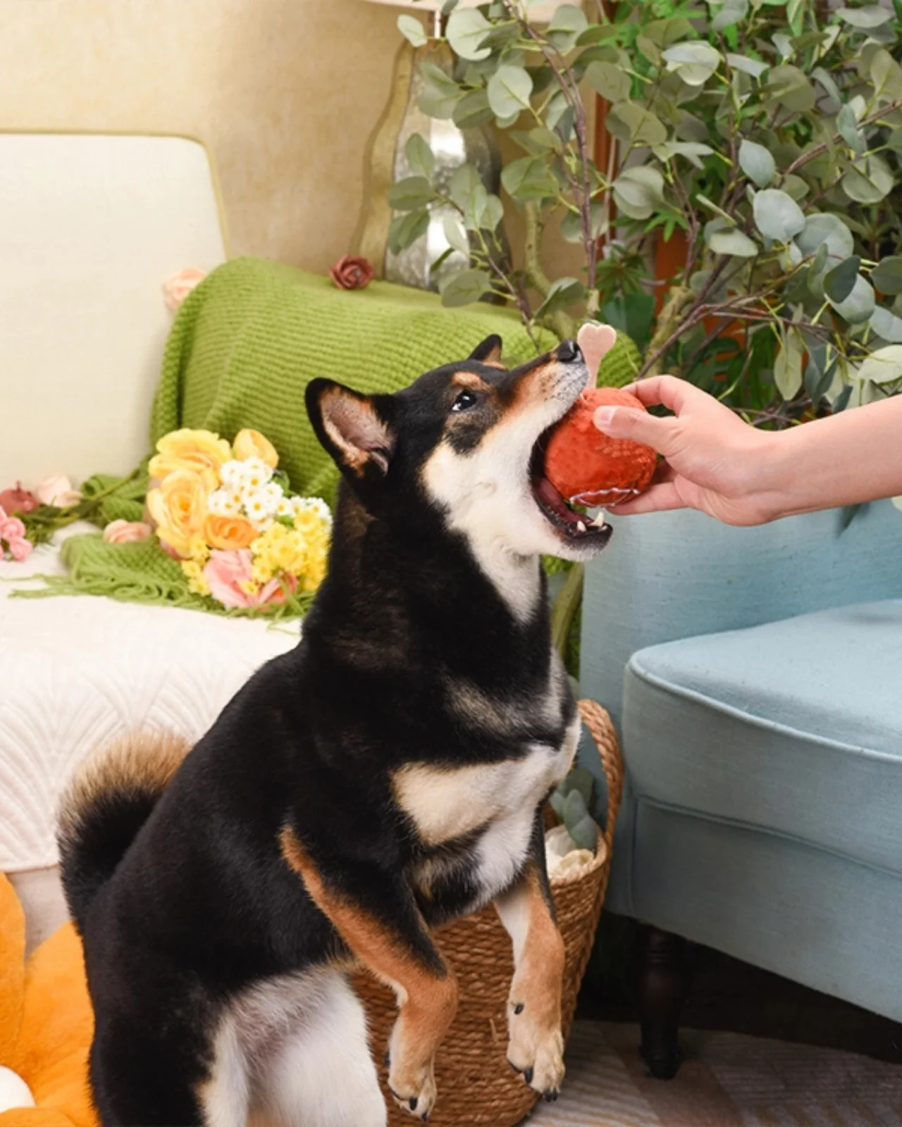 2-in-1 Squeaky Turkey Leg Dog Ball - Image 5