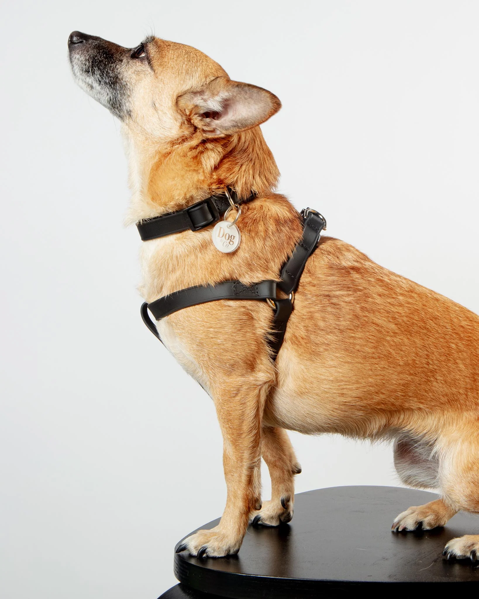A Walk in the Park Dog Collar in Black (Made in the USA) - Image 5