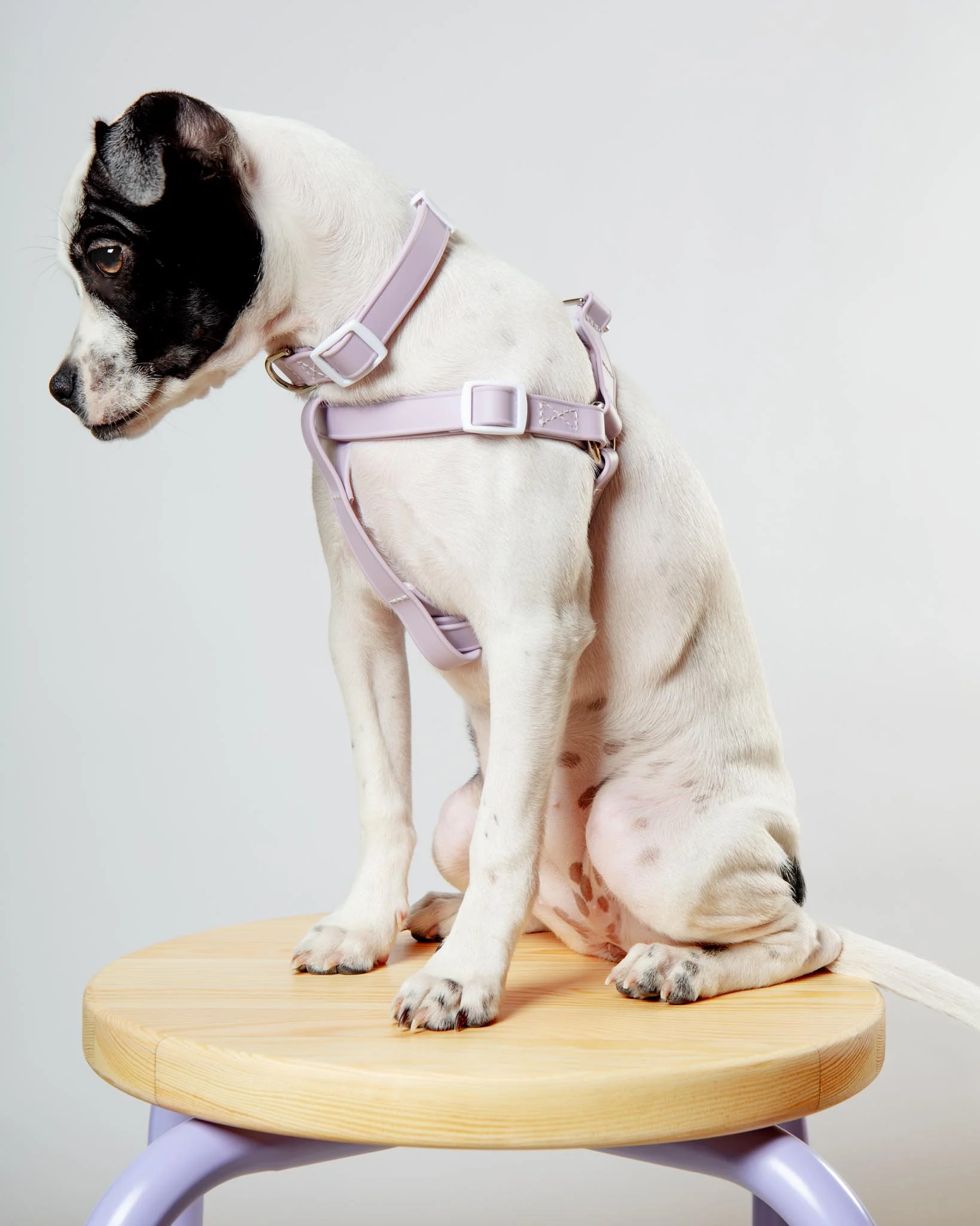 A Walk in the Park Dog Collar in Lilac - Image 7