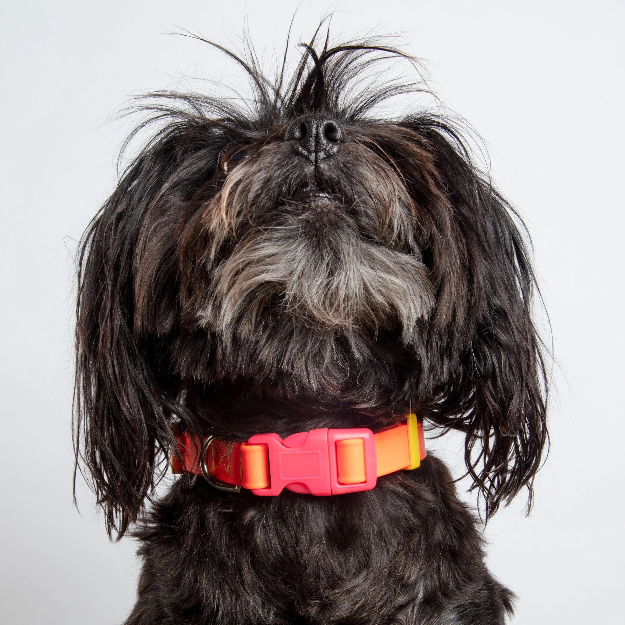 A Walk in the Park Dog Collar in Neon Orange (Made in the USA) - Image 3