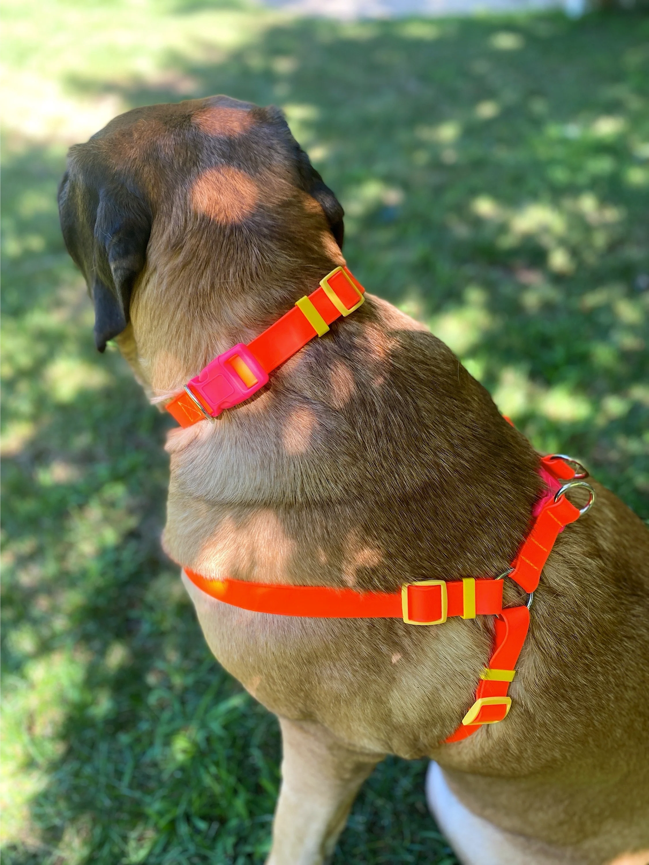 A Walk in the Park Dog Collar in Neon Orange (Made in the USA) - Image 6
