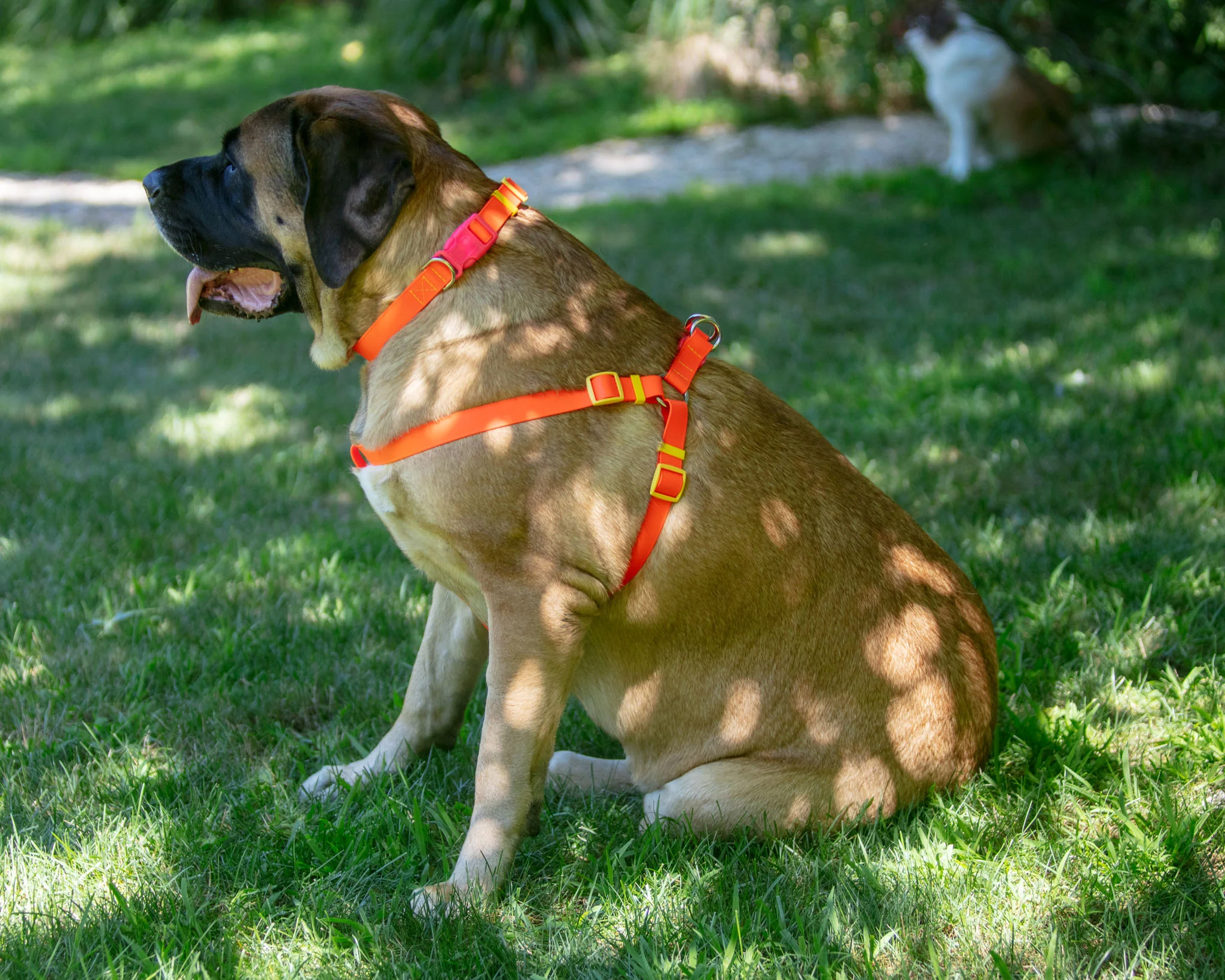 A Walk in the Park Dog Collar in Neon Orange (Made in the USA) - Image 7
