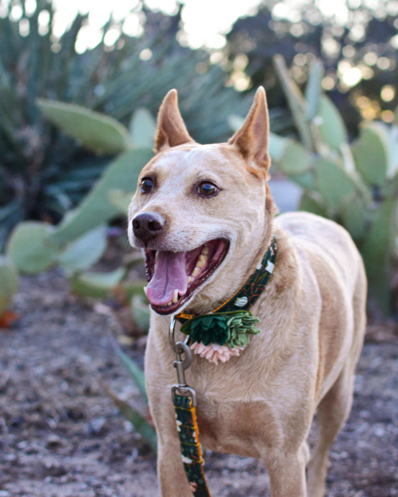 Agave Succulent Dog Collar Flower (Made in the USA) (FINAL SALE) - Image 4