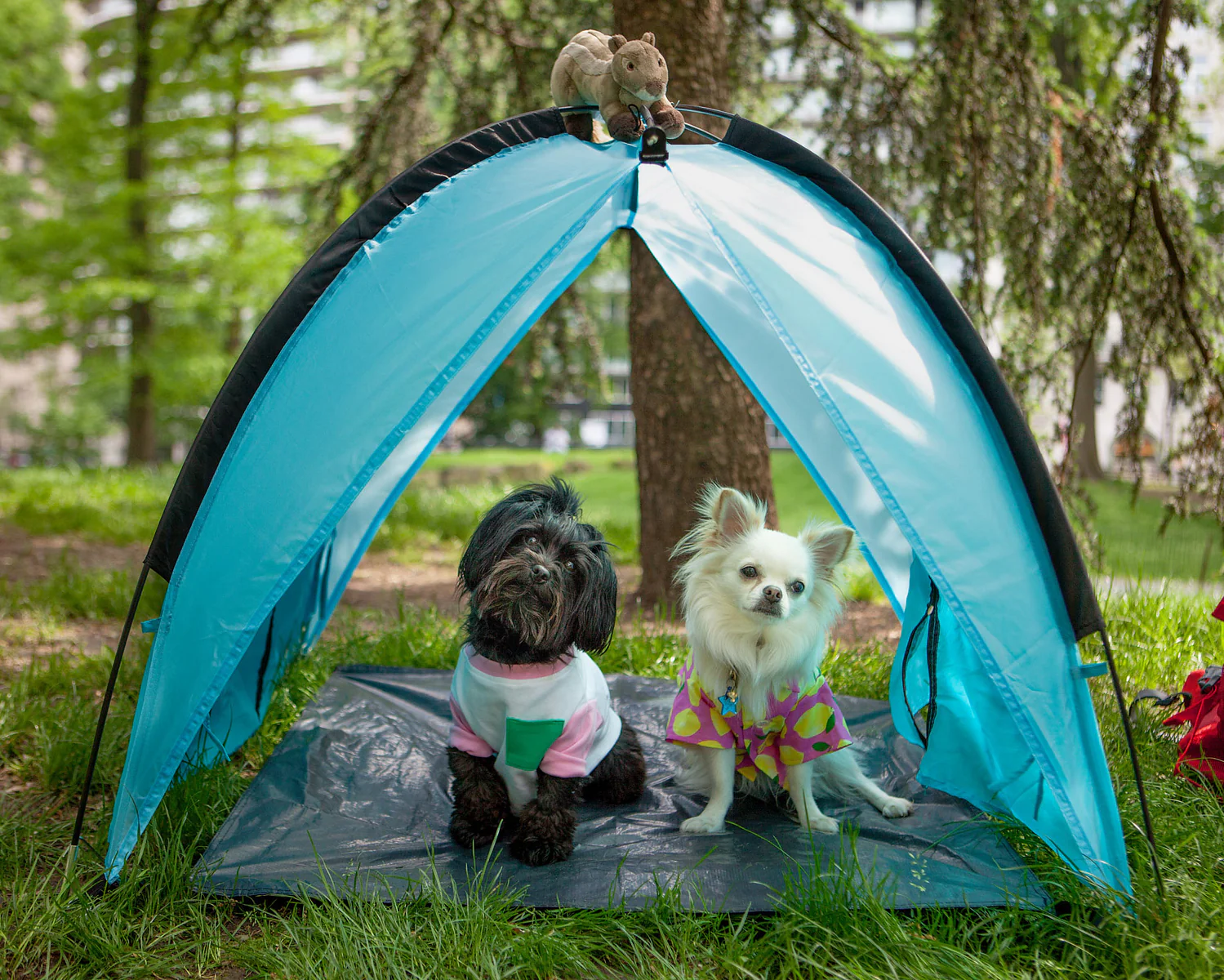 ALCOTT | Pup Shade Canopy - Image 2