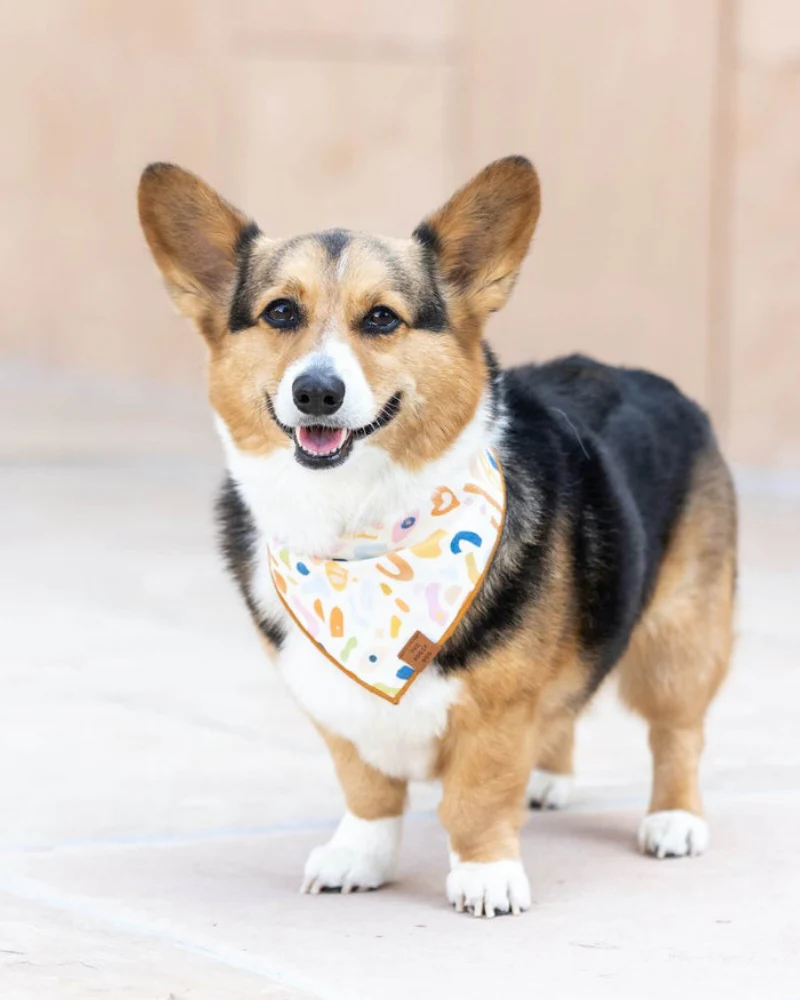Alja Horvat Terrazzo Dog Bandana (Made in the USA) - Image 6