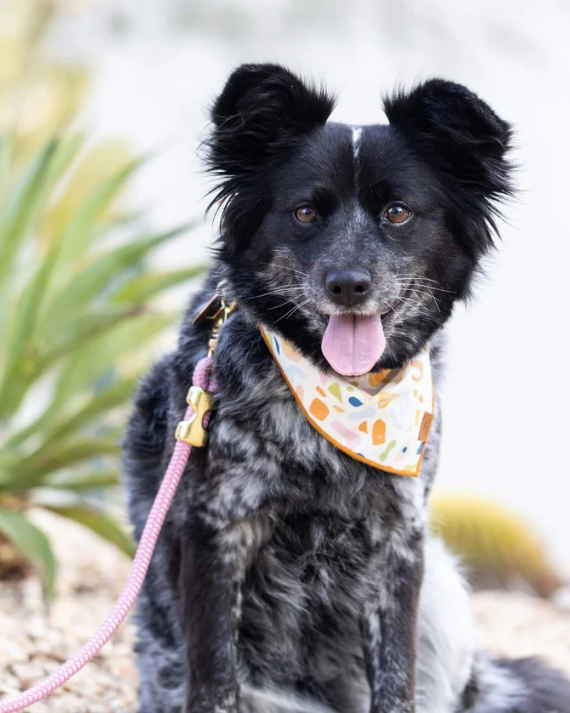 Alja Horvat Terrazzo Dog Bandana (Made in the USA) - Image 7