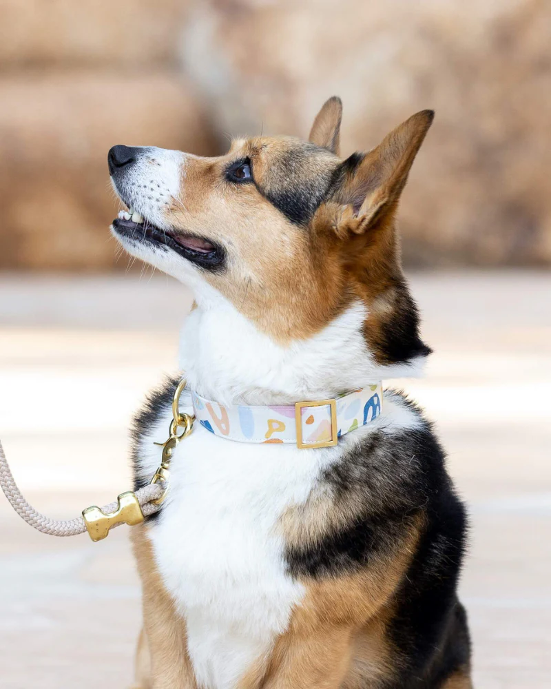 Alja Horvat Terrazzo Dog Collar (Made in the USA) - Image 2