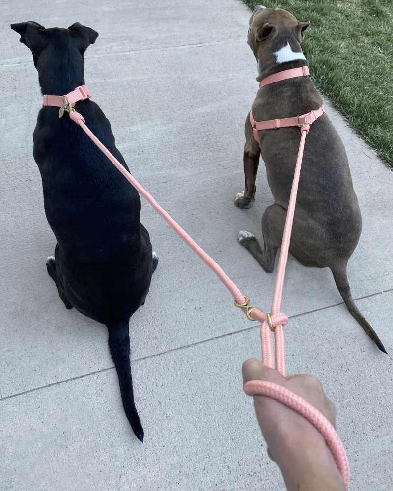 Infinity Dog Leash in Navy - Image 6