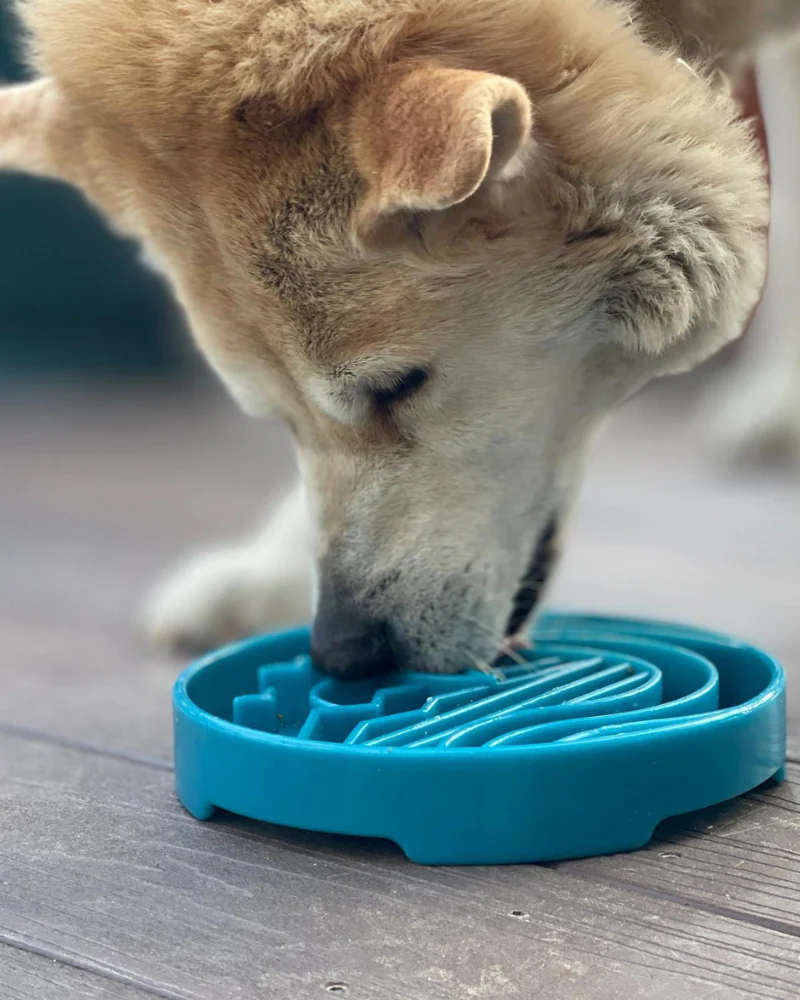 Baja Shallow Slow Feeder Dog Bowl (Made in the USA) FINAL SALE - Image 4