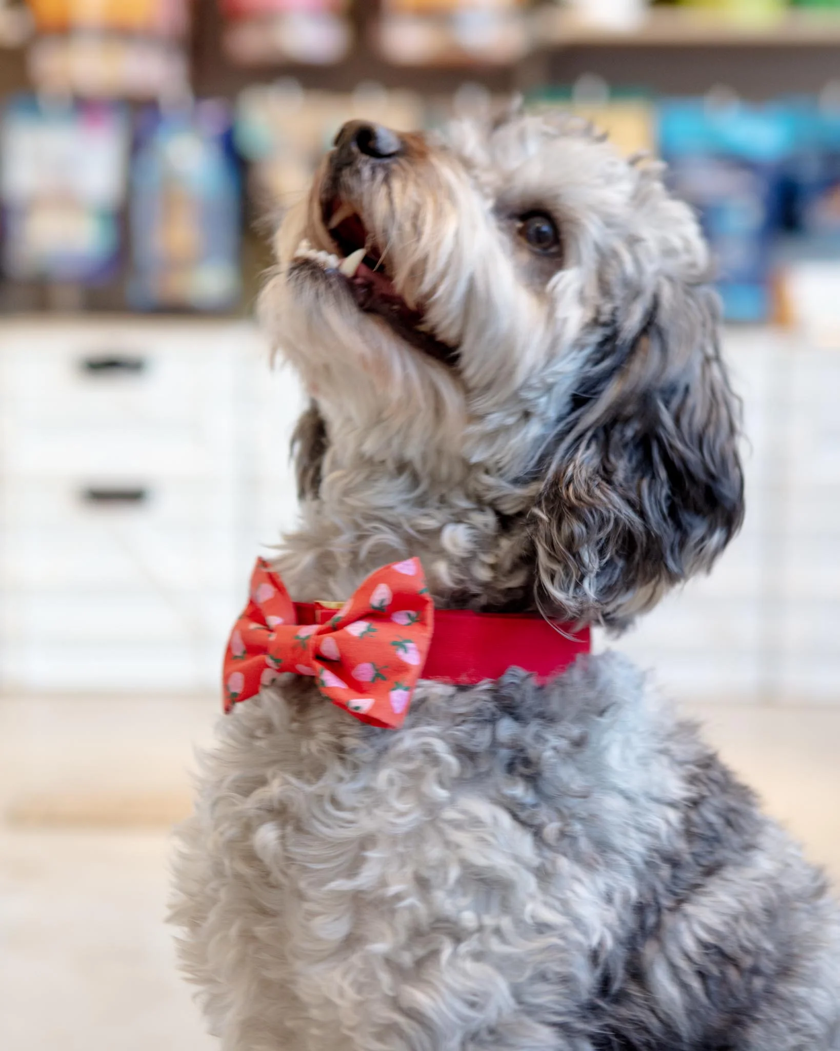 Berry Sweet Dog Bow Tie (Made in the USA)