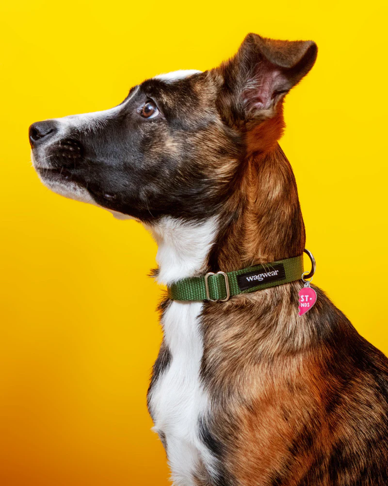 BEST FRIENDS Collar Charms for Dogs - Image 4