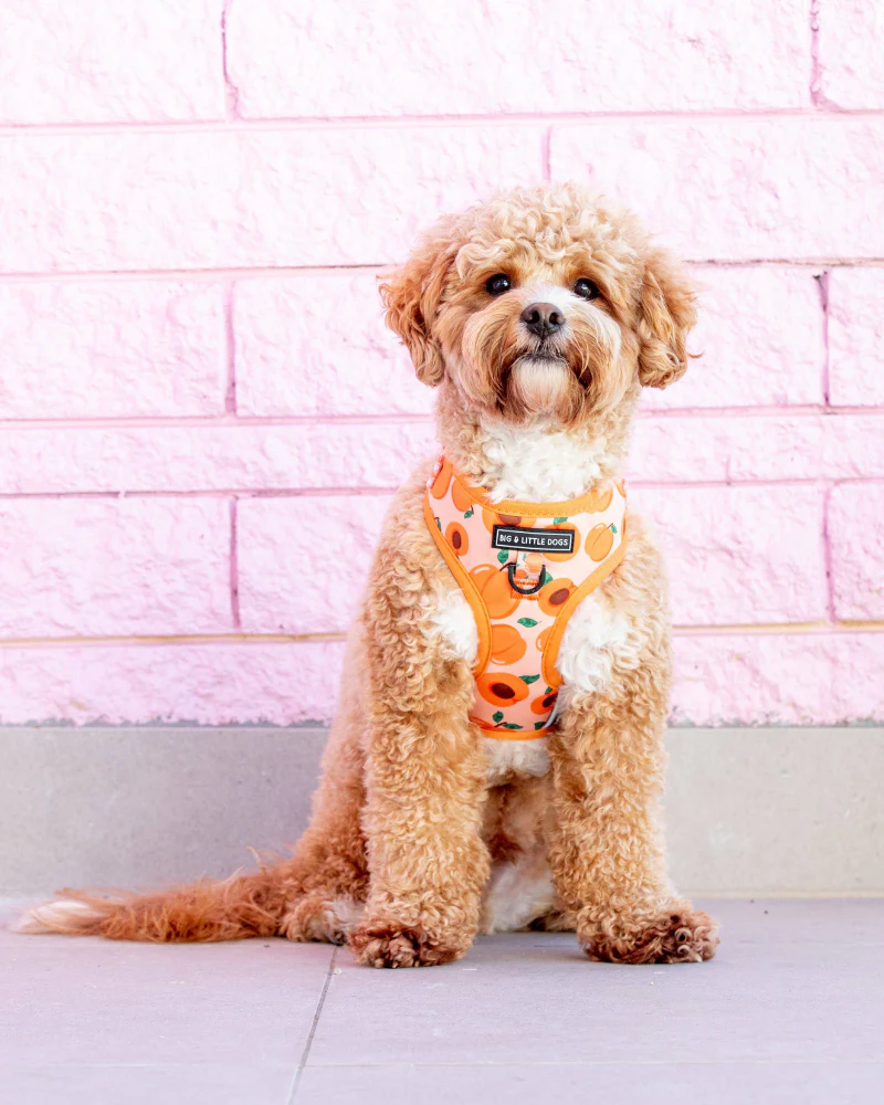 Adjustable Dog Harness in Just Peachy << FINAL SALE >>