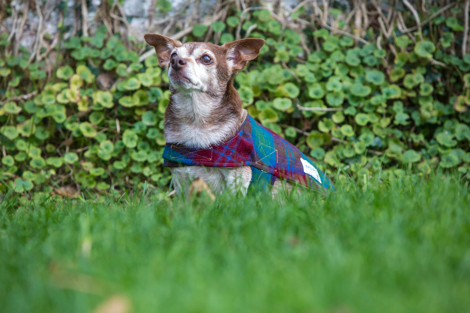 BILLY WOLF | Rupert Waterproof Reversible Coat - Image 6