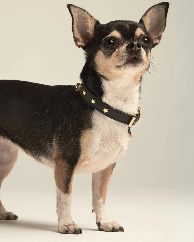 Black Nara Leather Dog Collar with Brass Stars (Made in Italy) (FINAL SALE) - Image 3