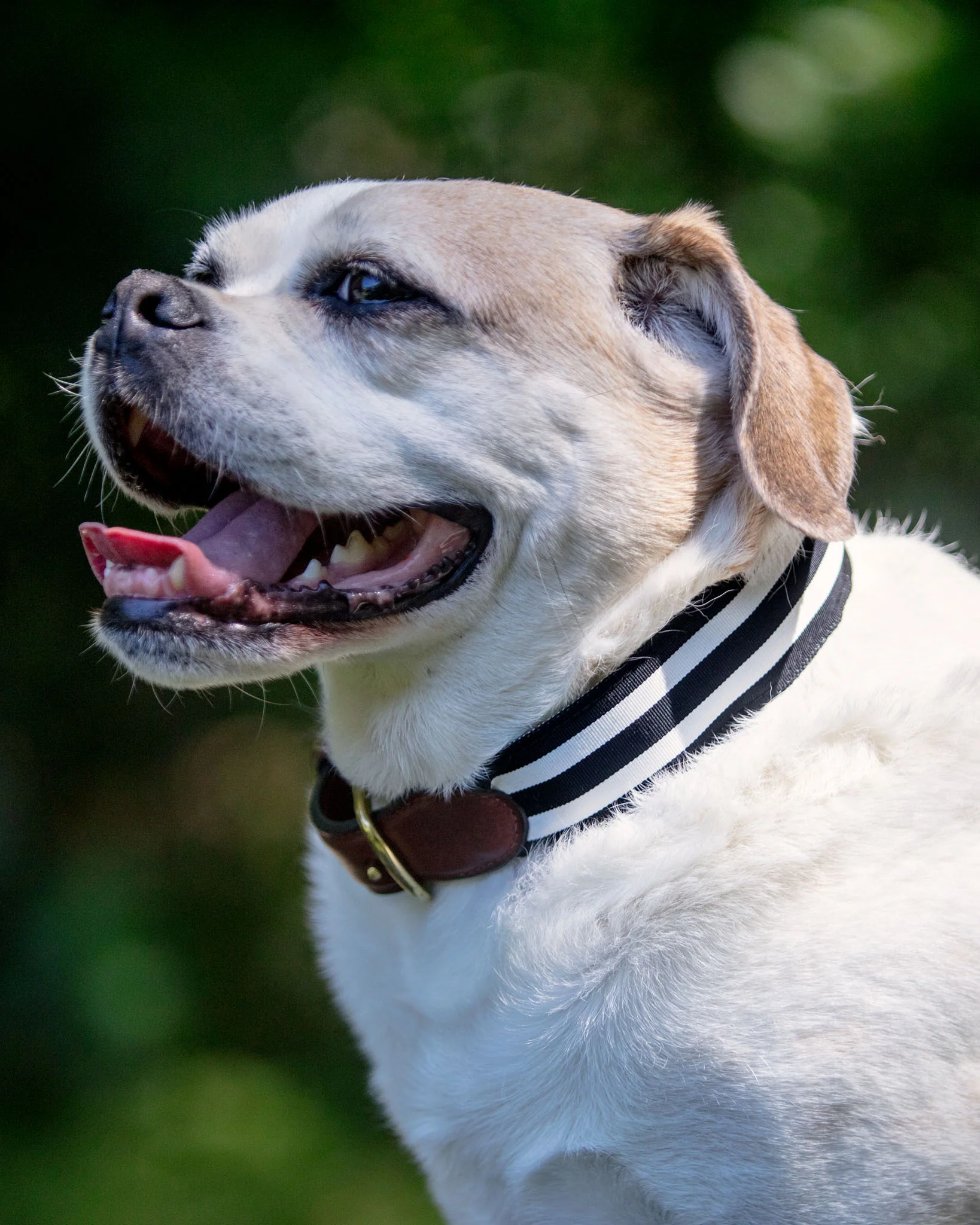 Black & White Stripe Ribbon Dog Collar (Made in the USA) (FINAL SALE) - Image 2