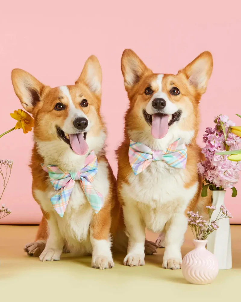 Blooming Plaid Lady Dog Bow (FINAL SALE) - Image 4