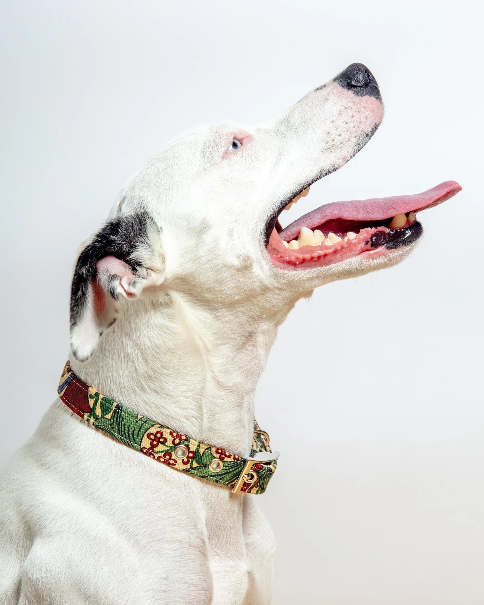 William Morris Golden Lily Dog Collar