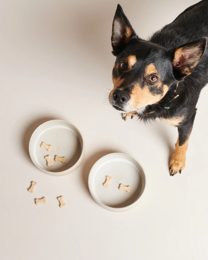 Bo Ceramic Dog Bowl - Image 4