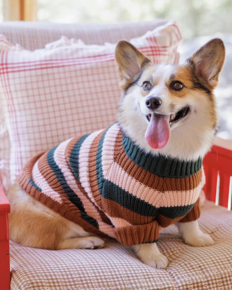 Bold Stripe Dog Sweater (FINAL SALE) - Image 6