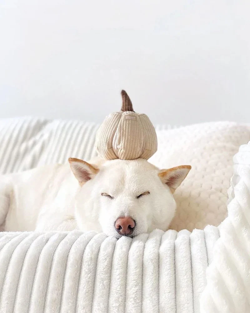 White Mini Pumpkin Snuffle Plush Toy for Dogs - Image 3