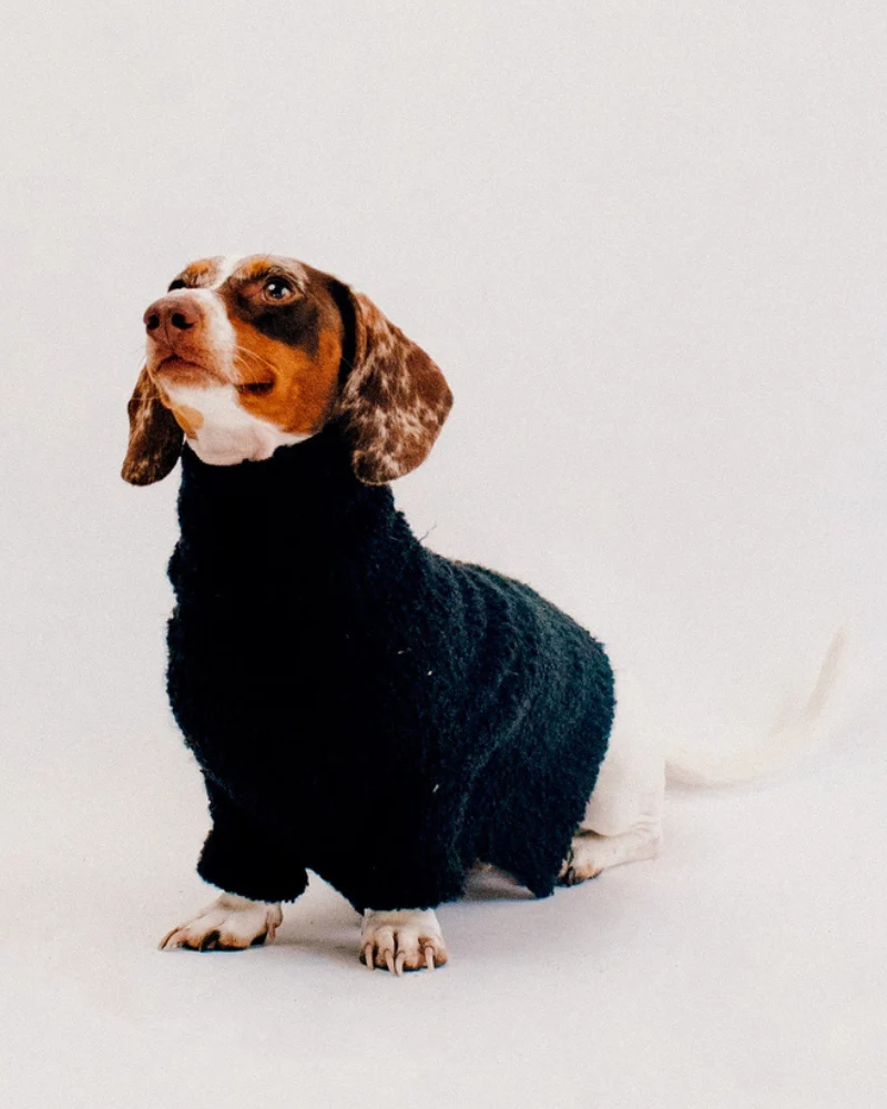 Boucle Dog Sweater in Black (FINAL SALE) - Image 2