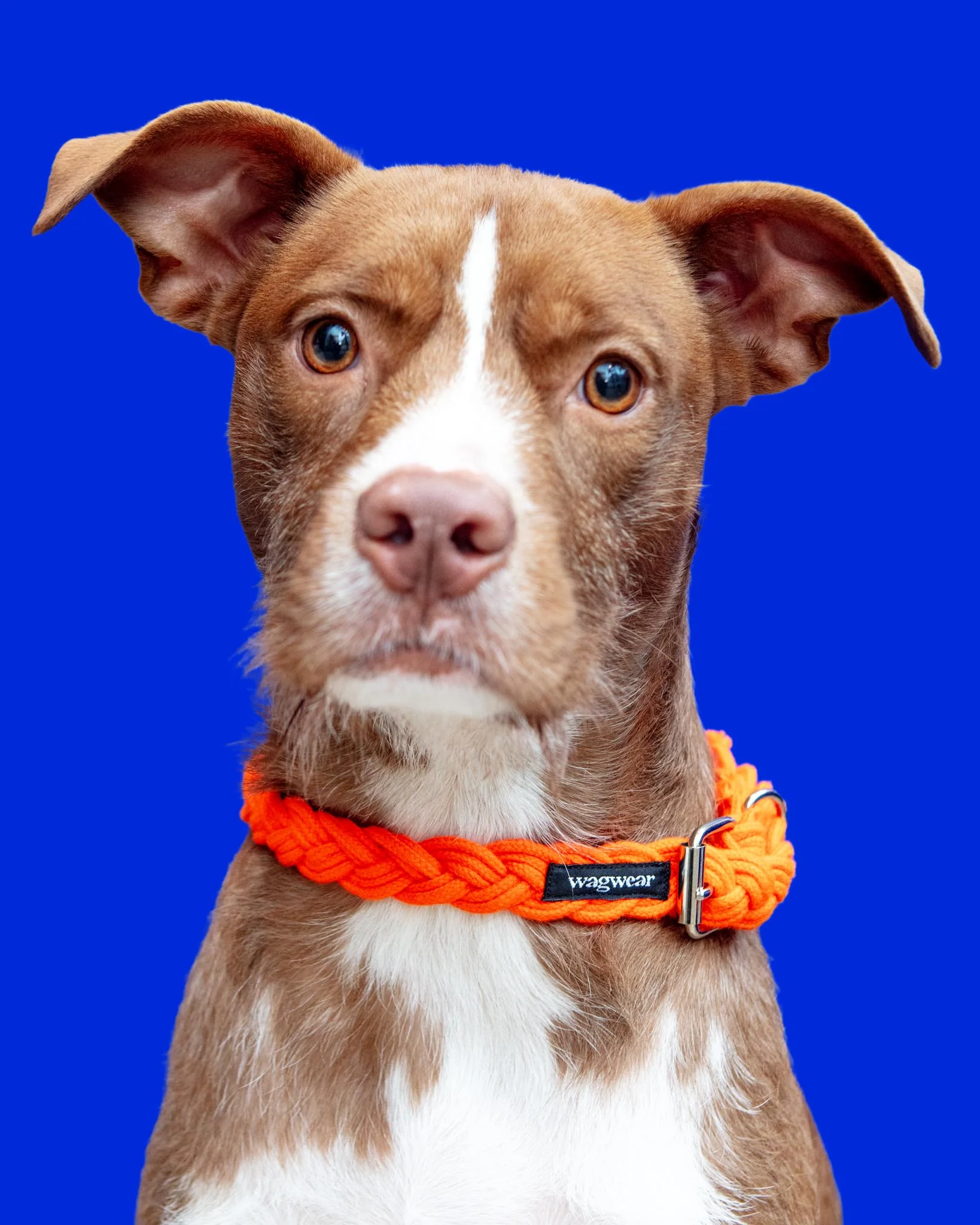 Braided Fisherman Dog Collar in Orange (Made in the USA)
