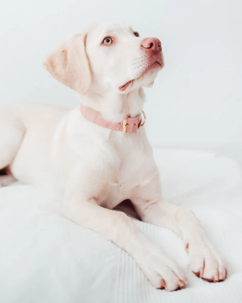 Lia Crocodile Print Leather Dog Collar in Pale Pink (Made in Italy) (FINAL SALE) - Image 4