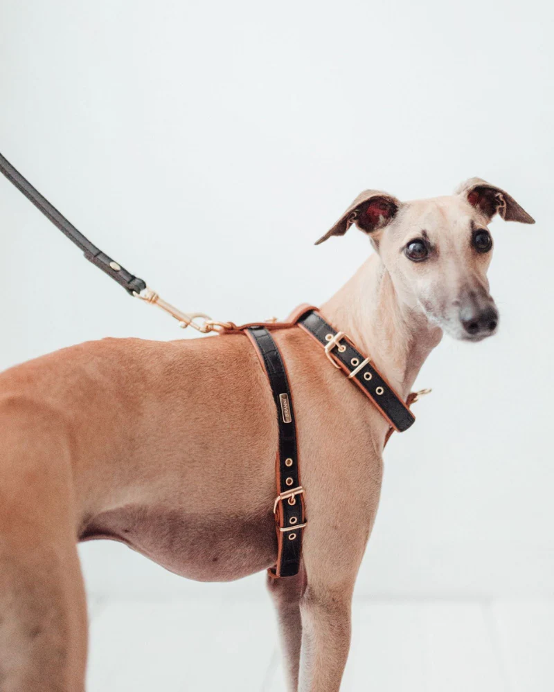Lia Leather Dog Harness in Black Croco (Made in Italy) (FINAL SALE) - Image 3
