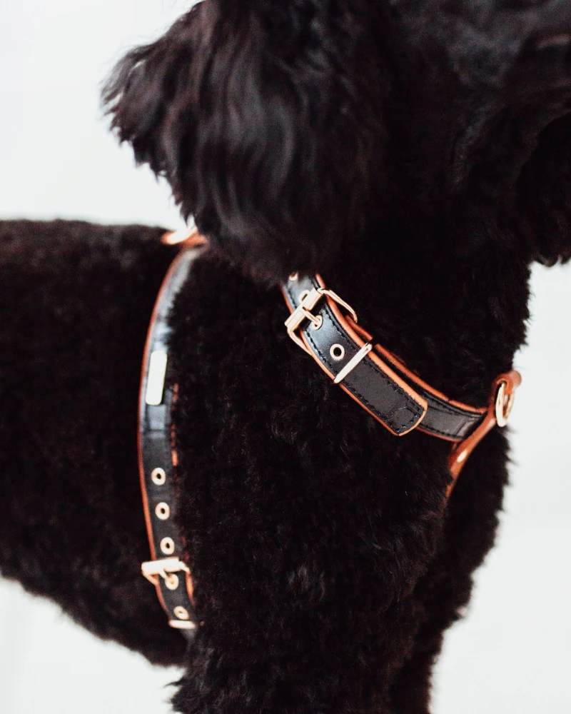 Lia Leather Dog Harness in Black Croco (Made in Italy) (FINAL SALE) - Image 5