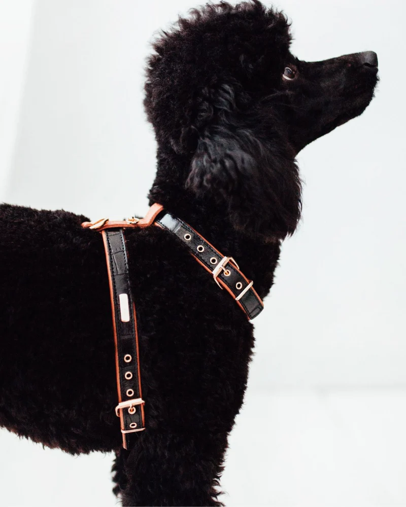 Lia Leather Dog Harness in Black Croco (Made in Italy) (FINAL SALE) - Image 6