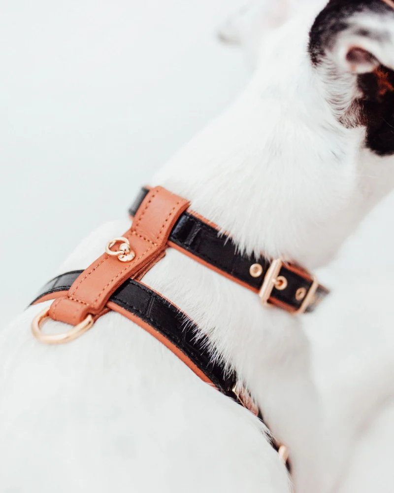 Lia Leather Dog Harness in Black Croco (Made in Italy) (FINAL SALE) - Image 7