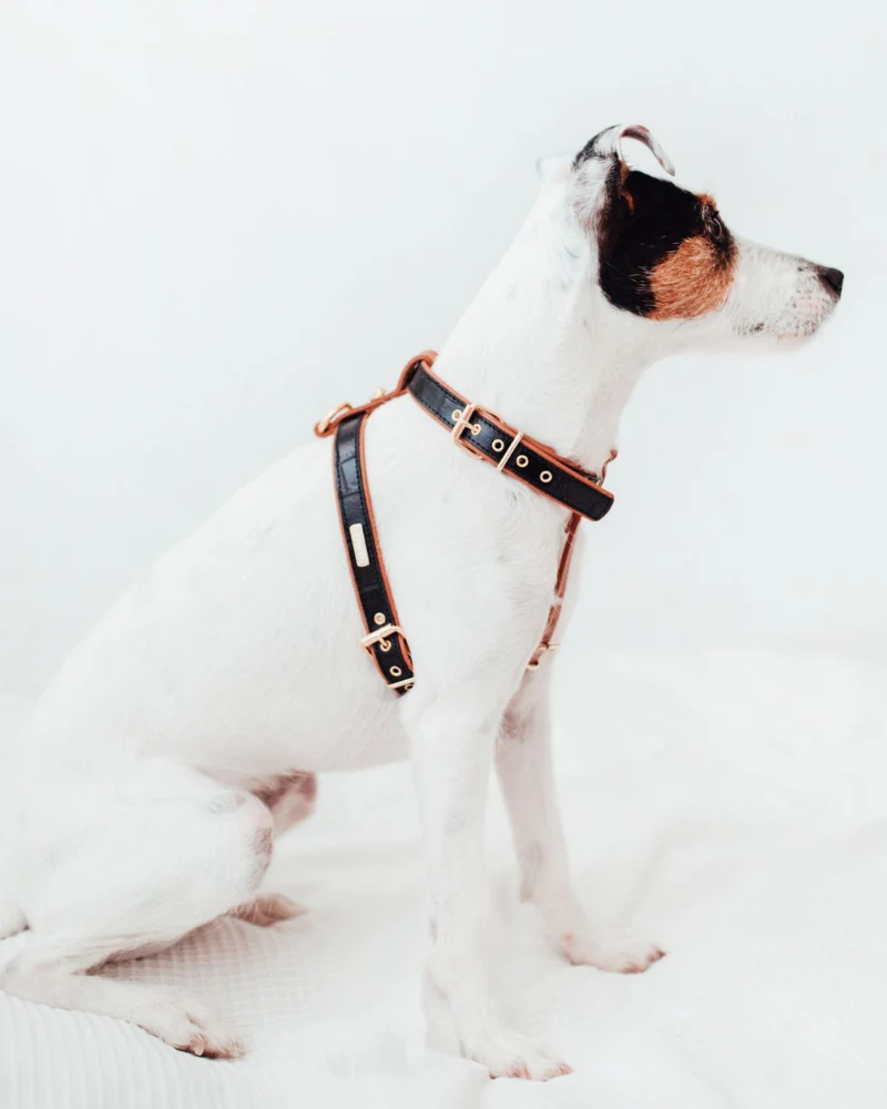 Lia Leather Dog Harness in Black Croco (Made in Italy) (FINAL SALE) - Image 9