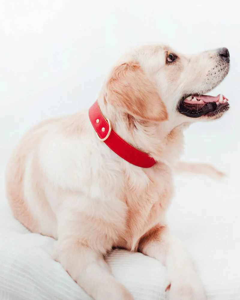 Moni Dog Collar in Red Leather (Made in Italy) (FINAL SALE) - Image 3