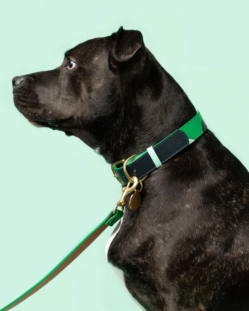Brave Leather Dog Collar (Made in Guatemala) (FINAL SALE) - Image 5