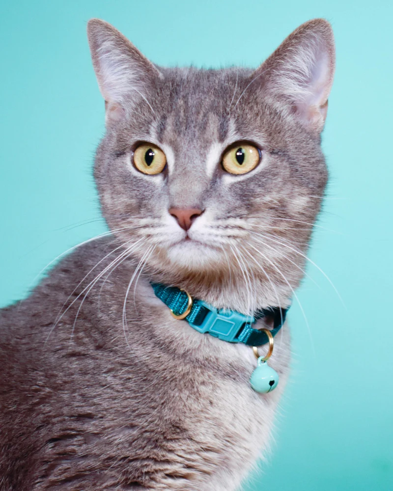Nylon Breakaway Cat Collar w/ Bell (Made in the USA)
