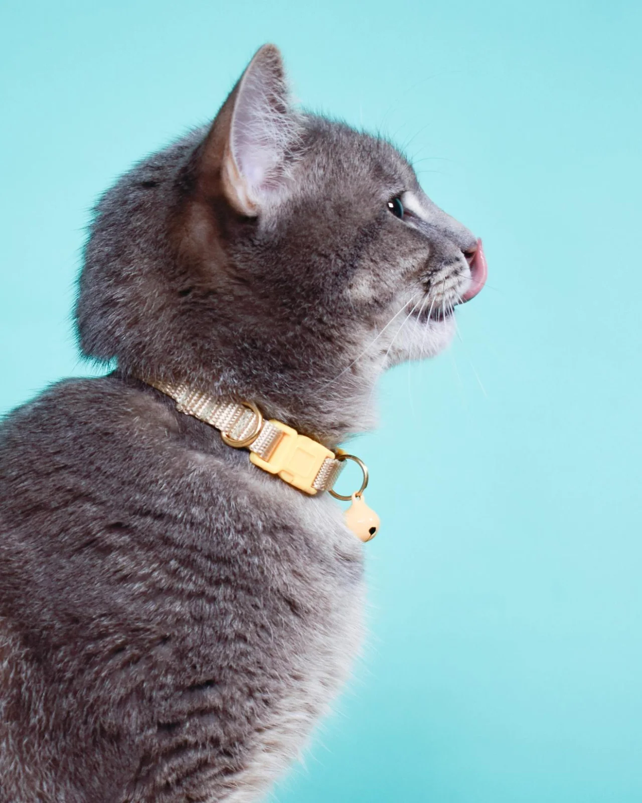 Nylon Breakaway Cat Collar w/ Bell (Made in the USA) - Image 7