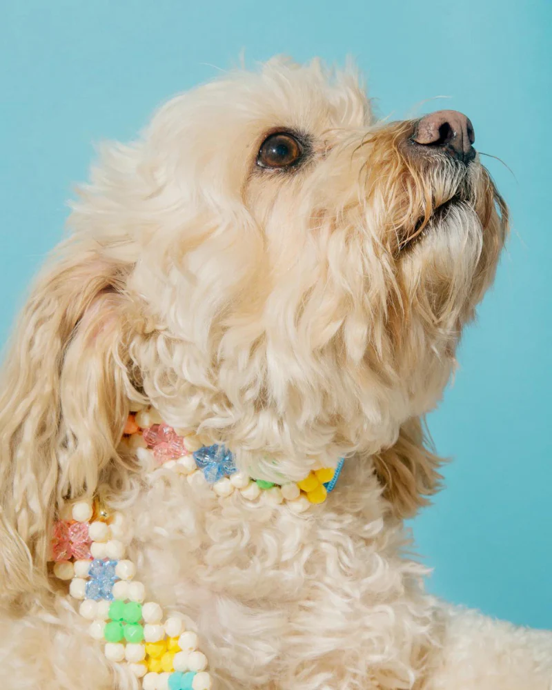 Broadway Beaded Dog Leash in Matinee (Made in the USA) - Image 7