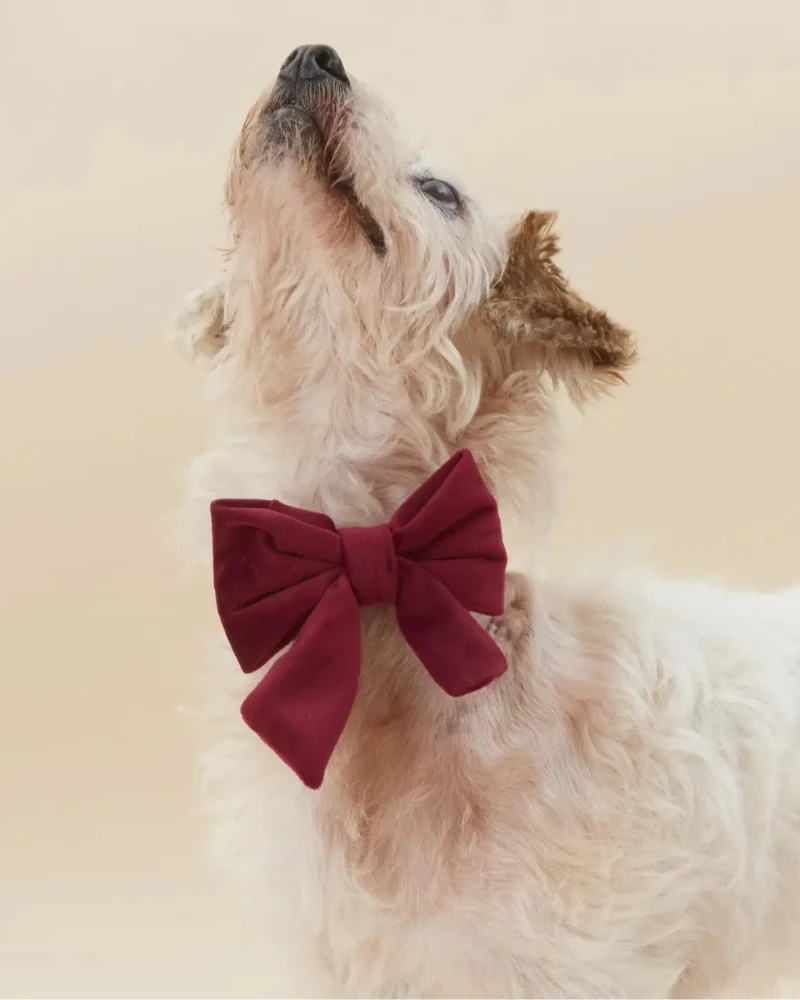 Burgundy Velvet Sailor Dog Bow Tie