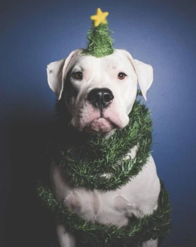 Christmas Tree Hat for Dogs & Cats - Image 2