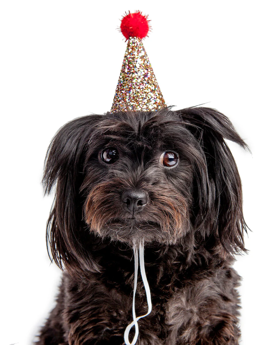 BUSTER'S PARTY SHOP | Confetti Glitter + Red Pom Pom Mini Party Hat
