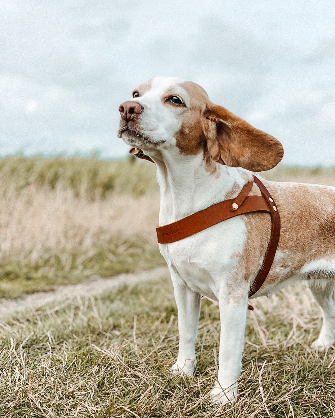 Butter Leather Dog Harness in Sahara Cognac (Made in Austria) - Image 3