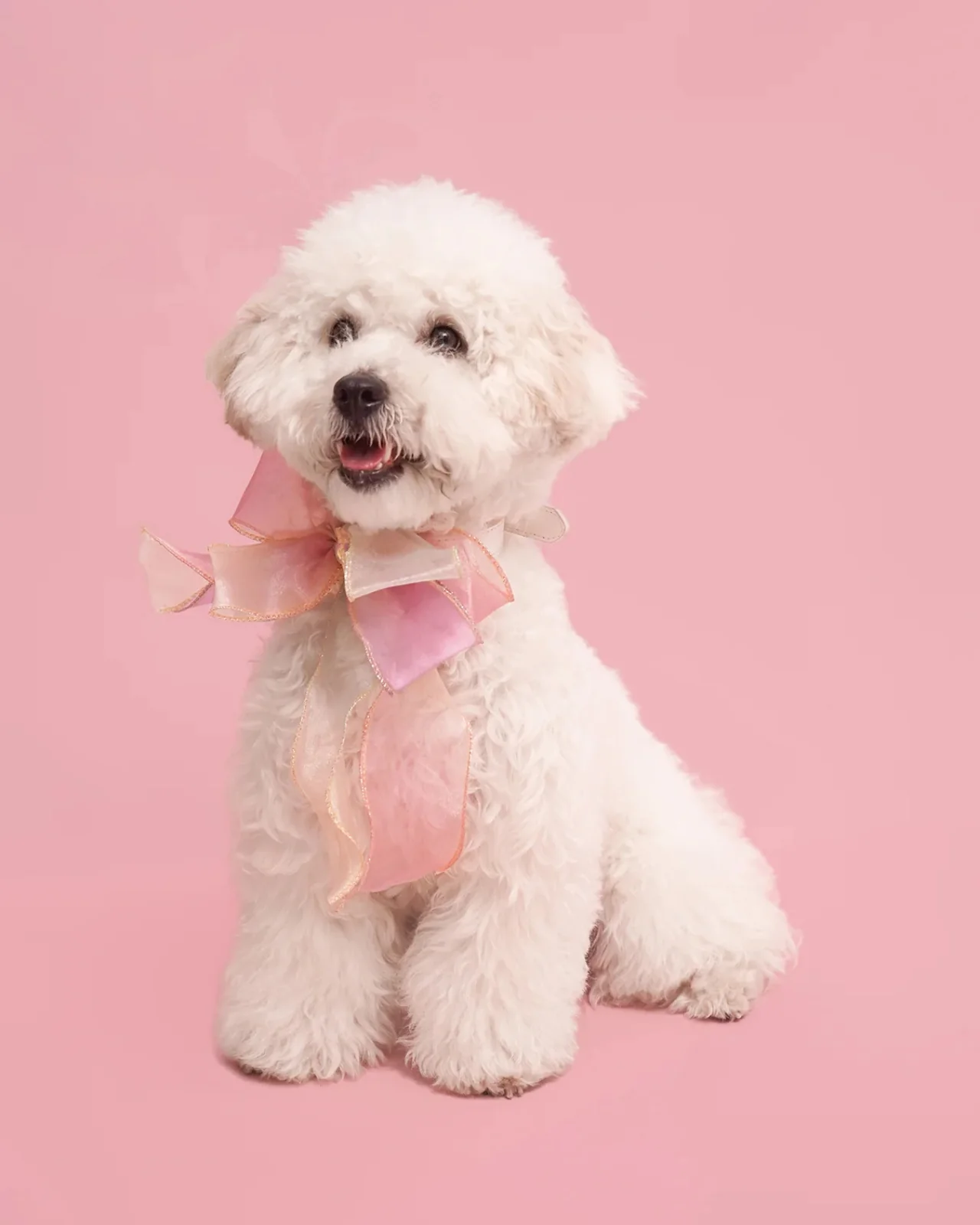 Butterfly Bowtie Collar for Dog