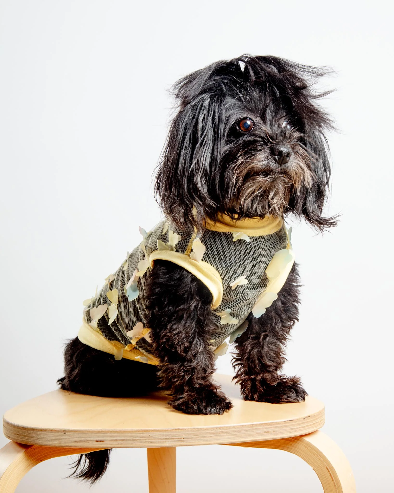 Butterfly Mesh Dog Shirt in Yellow Ombre (Made in the USA) - Image 3