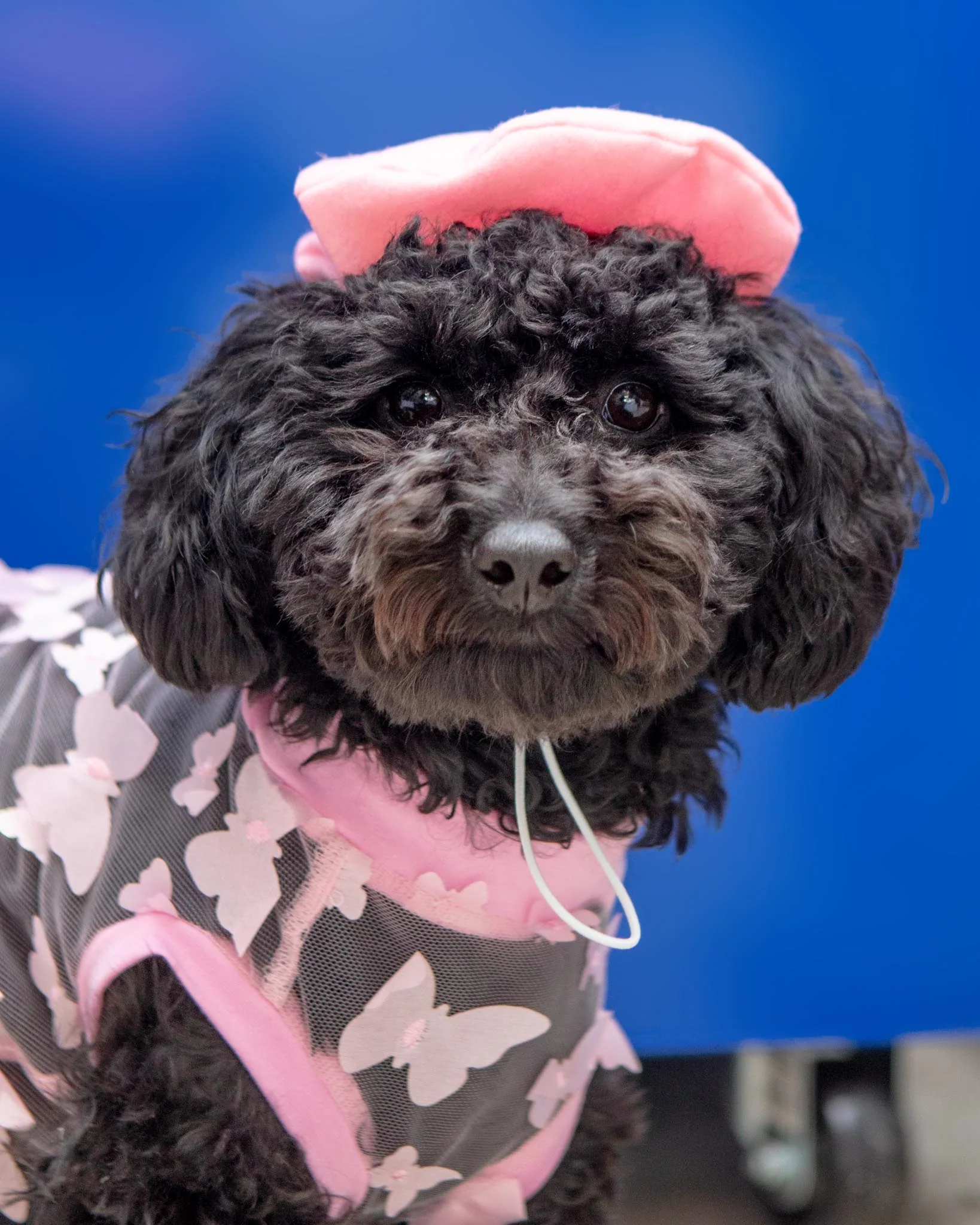 Butterfly Mesh Dog Shirt (Made in the USA) (FINAL SALE) - Image 6