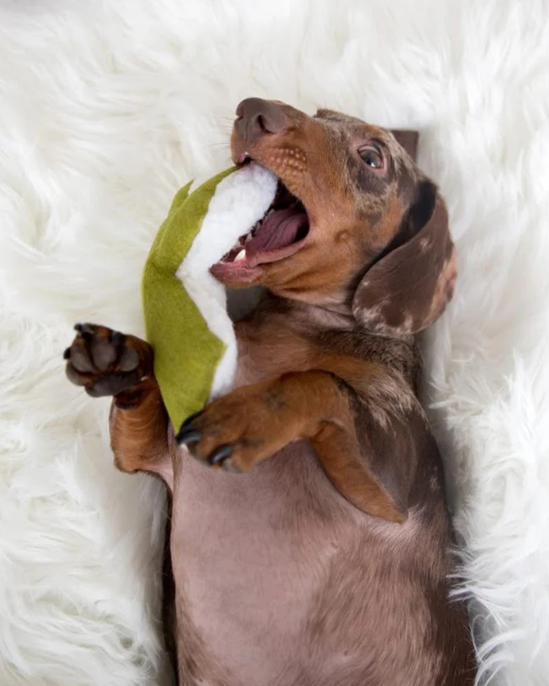 Cactus Dog Toy w/ Calming Leaf Mint (FINAL SALE) - Image 5