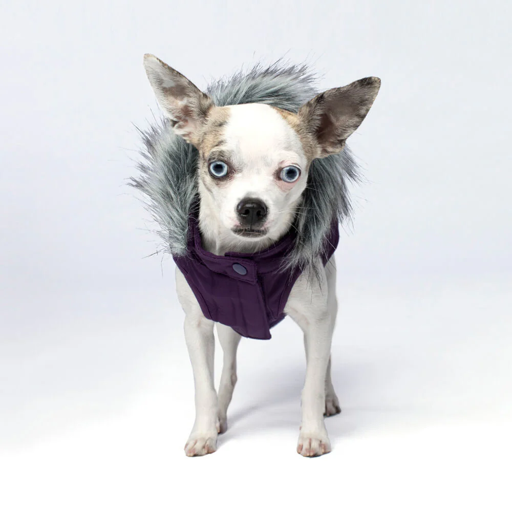 CANADA POOCH | Everest Explorer Vest in Plum (BIG DOG SALE) - Image 2