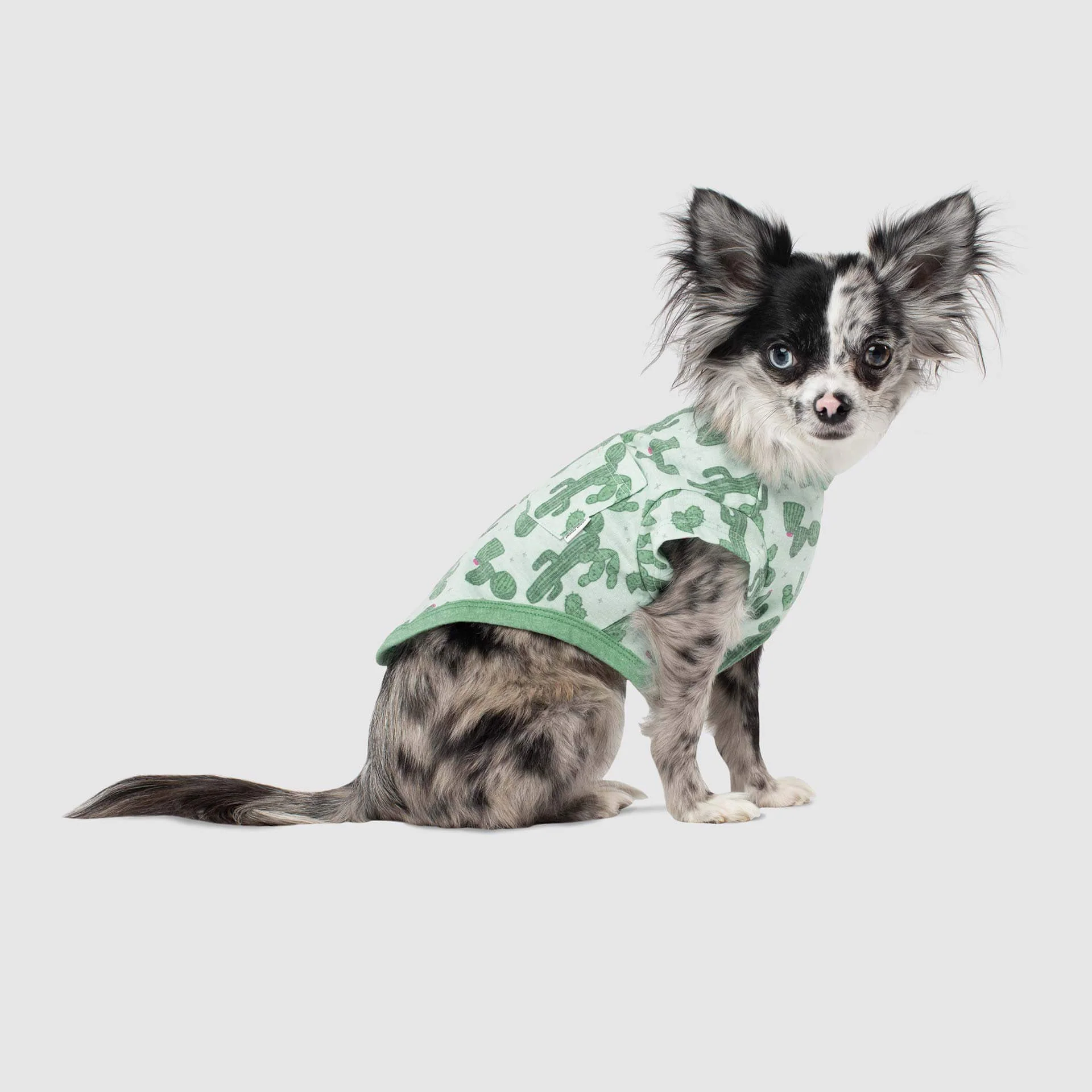 CANADA POOCH | Follow Me Tee in Cactus - Image 3