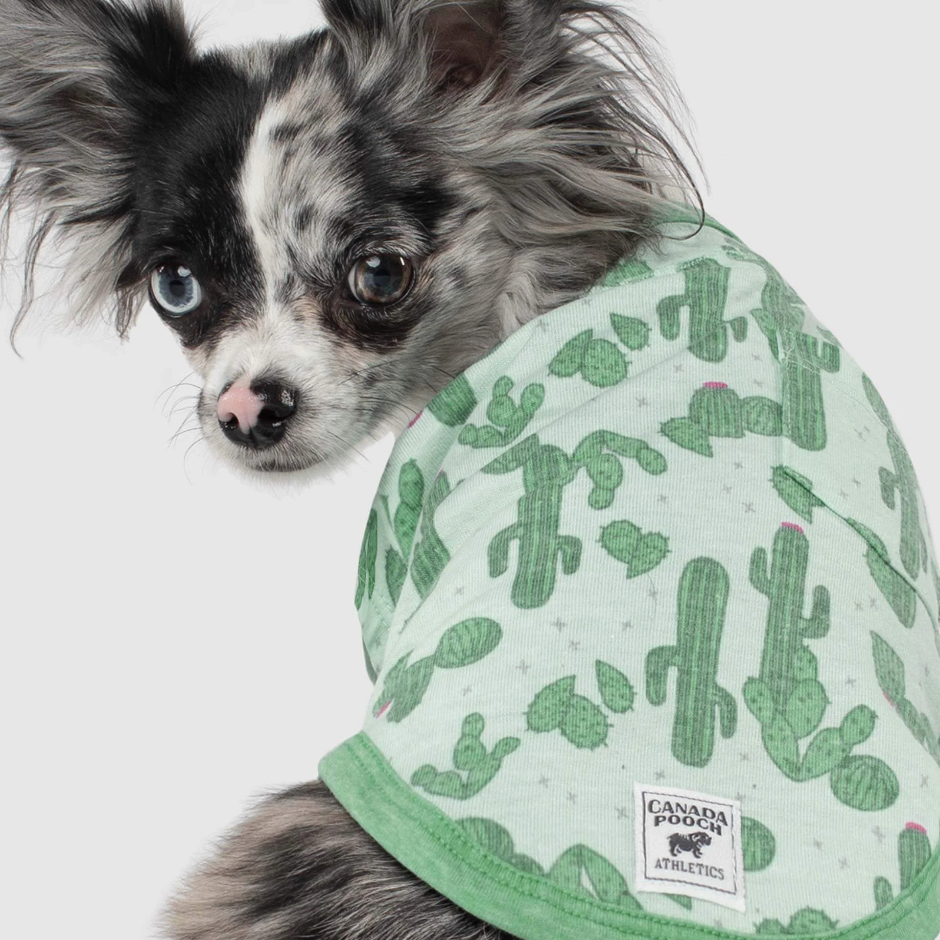 CANADA POOCH | Follow Me Tee in Cactus - Image 4